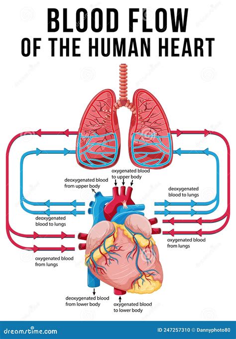 Diagrama Que Muestra El Flujo Sanguíneo En El Corazón Humano