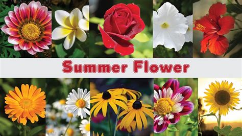 Summer Flowers Names Learning With Picture For Kids Choose Summer