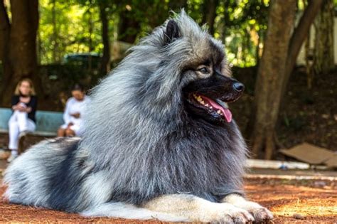 10 Gray Dog Breeds With Pictures