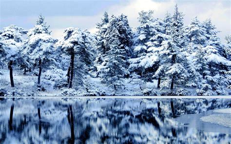 Forest Wallpaper Snow Winter Hd Desktop Wallpapers 4k Hd