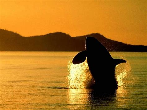 Orca Jumping Into The Sunset Orca Whales Humpback Whale Orcas Whale