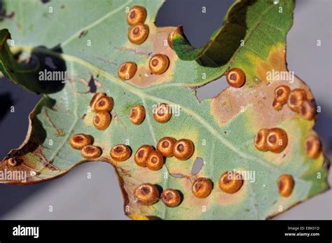 Oak Leaf Blister Gall Cynipid Wasp Oakleaf Spanglegall Silkbutton