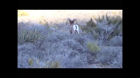 Wild Animal Encounter In The Deserts Of Las Vegas Youtube