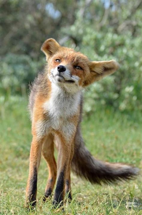 Red Fox By Yvonne Van Der Meij Fox Most Beautiful