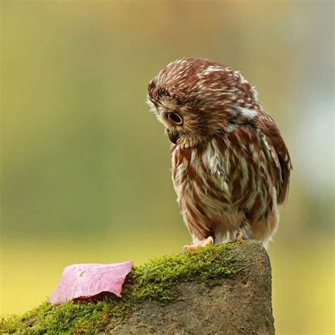 Pin By Jo Douglas On Cute Cute Baby Owl Owl Photography Owl Photos