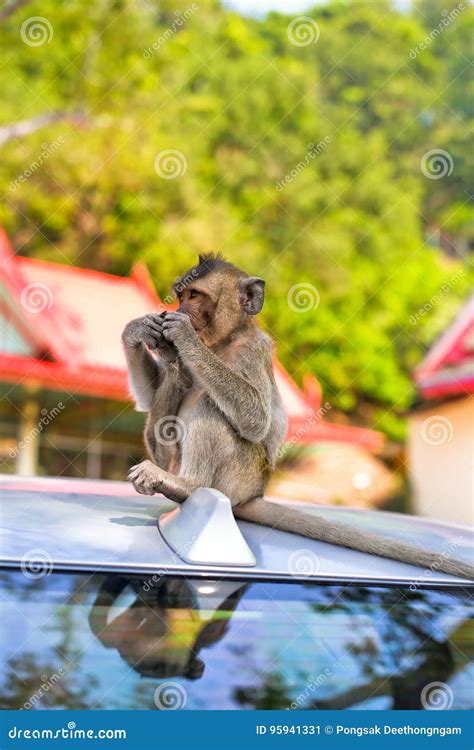 Monkeys Play And Looking Around Stock Image Image Of Intelligent
