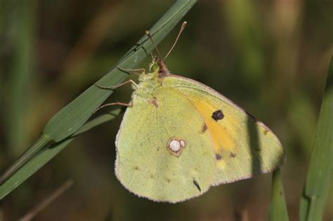 Butterfly Numbers Down By Two Thirds High Intensity Agriculture