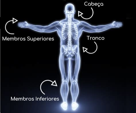 Partes Do Corpo Humano E Suas Funções Enciclopédia Significados