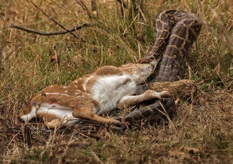 python swallowing a chital deer r hardcorenature