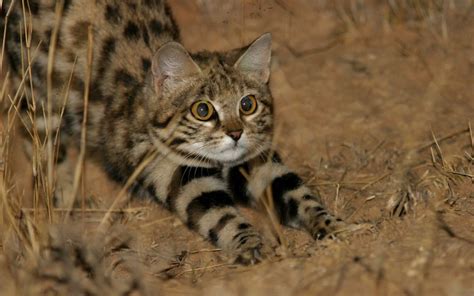 Adorable Remorseless Killing Machine Is Worlds Deadliest Cat Live