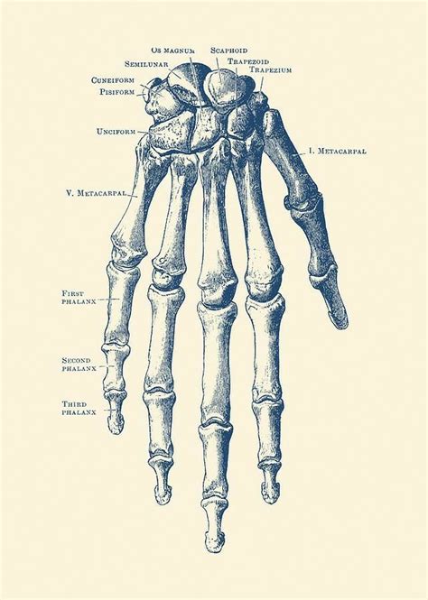 Pin By Mar Gz On Anatomia Humana Human Anatomy Drawing Human Anatomy
