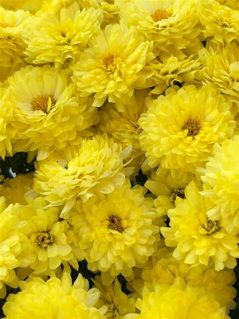 Yellow Mums Flower Art Daffodils Flowers