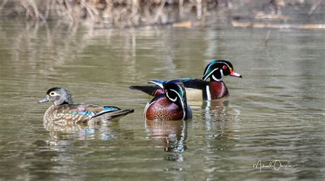 Wood Ducksgreenbelt Maryland Michael Oberman Flickr