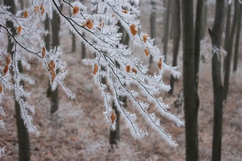 Free Images Tree Nature Forest Branch Snow Leaf Flower Frost