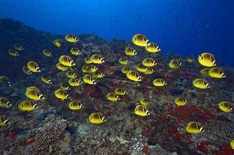 Racoon Butterflyfish Photograph By Dave Fleetham Printscapes
