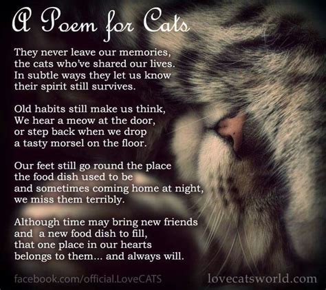 A Poem For Cats With Images Cat Poems Pet Remembrance Cat Loss