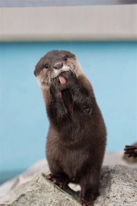 Silly Otter Love Cute Animals Otters Cute Cute Animals Cute Funny