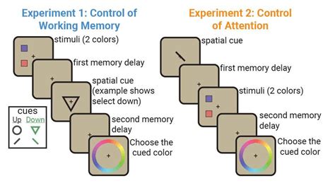 Attention And Working Memory Two Sides Of The Same Neural Coin