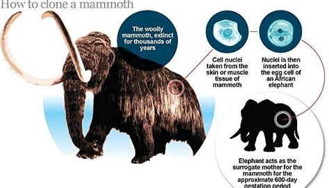 If Resurrection Of The Woolly Mammoth Is Possible Who Or What Would You