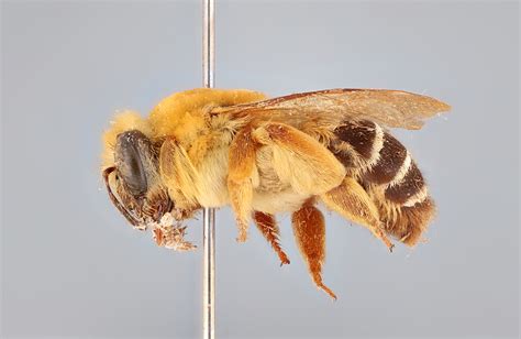 Have You Seen These Big Hairy Bees Scientists Tracking Two Rare Species In Florida Georgia