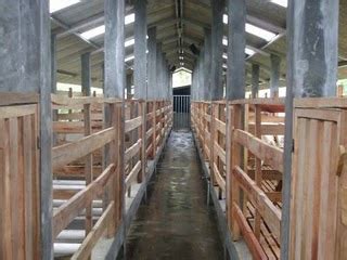 Kandang ternak ayam kampung super ada tiga tipe bentuk lantai, yang terdiri dari : bukan doktor veterinar: Pelan binaan Kandang Kambing