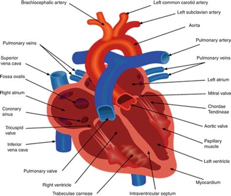 Cardiac Anatomy And Electrophysiology Thoracic Key