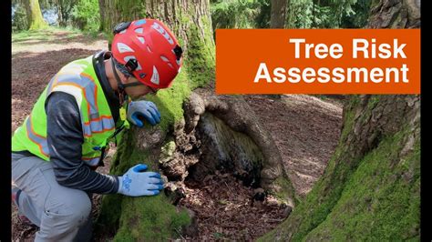Tree Risk Assessment Tree133 Seattle