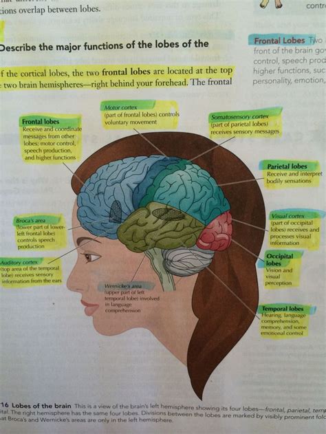 Basic Functions Of The Cerebral Cortex Cerebral Cortex Hemisphere