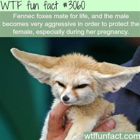 10 Incredibly Interesting Facts About Foxes You Probably Didnt Know