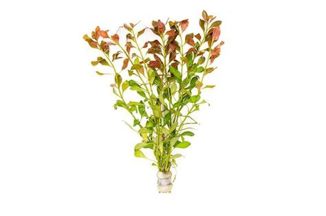 Ludwigia Repens Red Lead Bunch King Koi And Goldfish