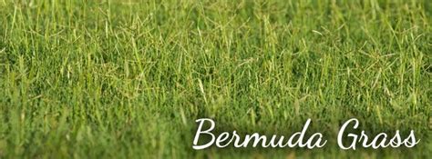 How Long To Water Bermuda Grass Bermuda Grass Bermuda Sod Grass