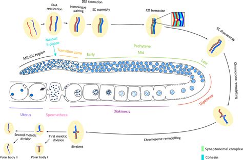 Meiosis