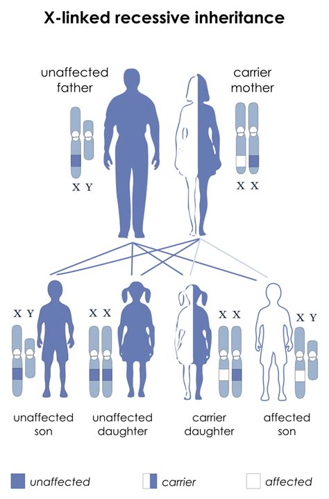 Sex Linked Traits — Definition And Examples Expii