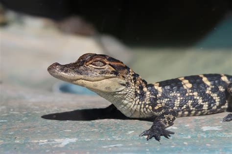 Baby Crocodile Pictures Download Free Images On Unsplash