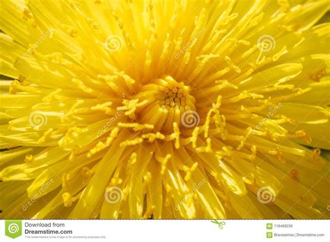 Yellow Dandelion Macro Close Up Flowers On Background Of Green Spring