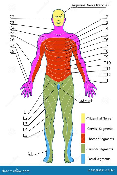 BOARD 1 Dermatomes And Cutaneous Nerve Territories Anterior Stock