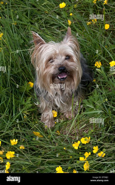 Yorkshire Terrier Adult Stock Photo Alamy