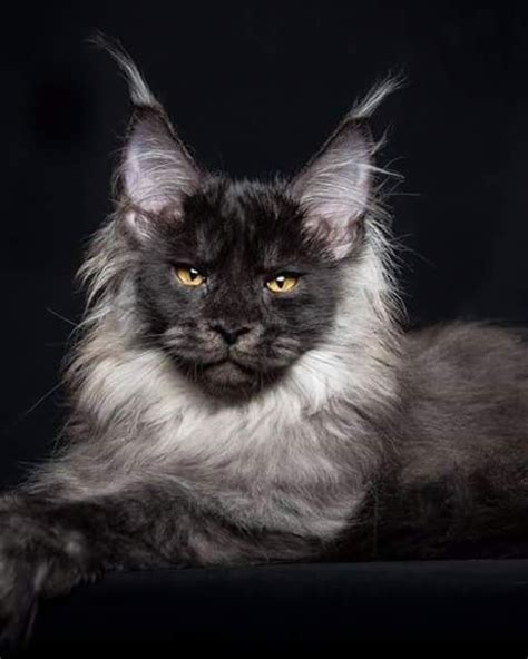 Cats have an undeserved dishonor of being detached, and disagreeable. The Black Maine Coon - Maine Coon Expert