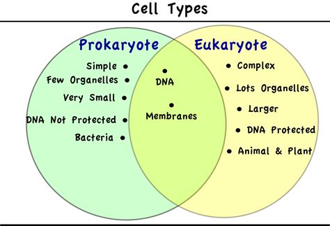 Prokaryotic Vs Eukaryotic Chart