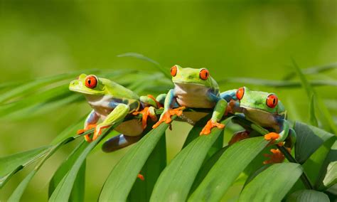 10 Incredible Tree Frog Facts Az Animals