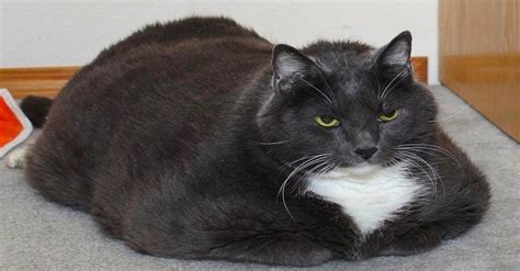 Overweight Cat Surrendered To Shelter Was Miserable But As He Lost