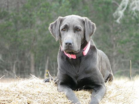 Shots not included ready to go to their new home end of october. Light Silver Labs - Silver Labs for Sale - Breeder of ...
