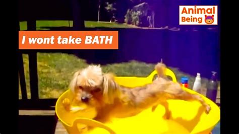 Dogs Just Dont Want To Bath Funny Dog Bathing Compilation 2018 Funny