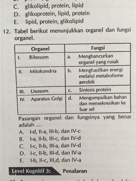 Pasangan Organel Dan Fungsinya Vigicle Walls