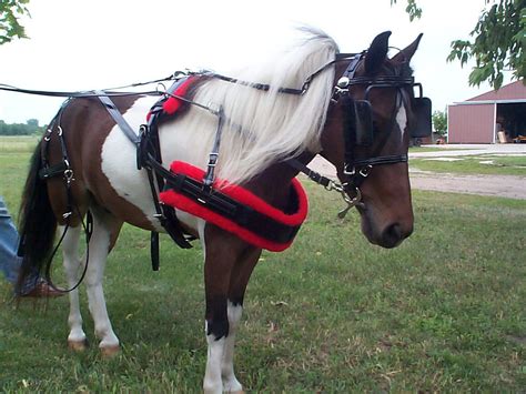 Biothane Mini And Small Pony Harness Amish Made With Stainless