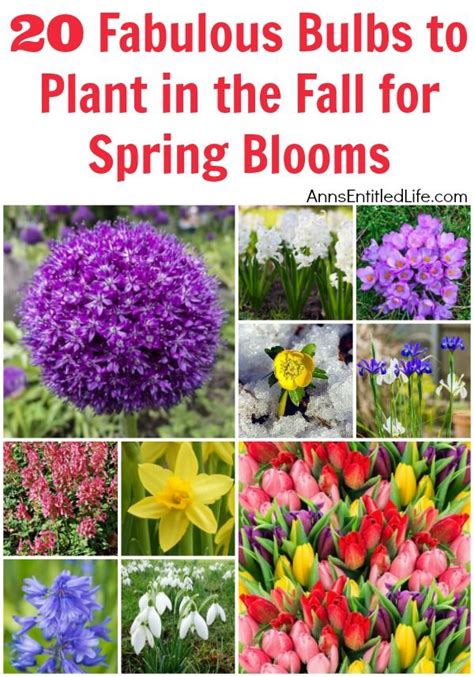 20 Fabulous Bulbs To Plant In The Fall For Spring Blooms