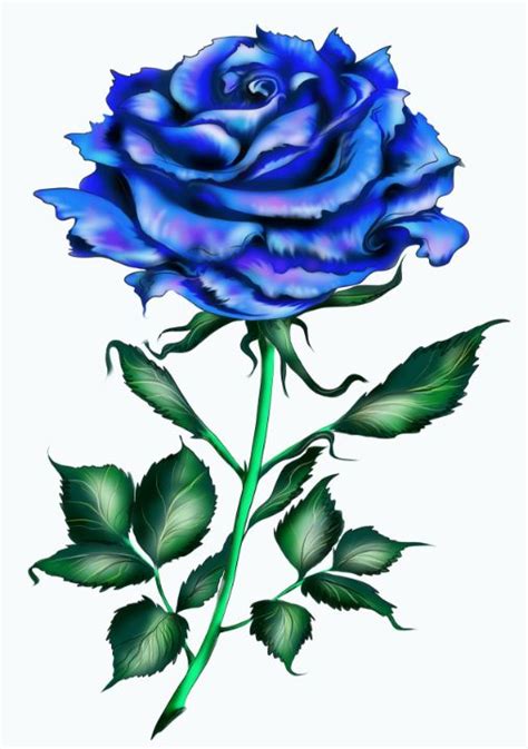 Beautiful Blue Rose Flowers Images Best Flower Site