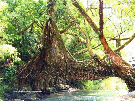 The One And Only Living Root Bridge In Meghalaya India The Revolving