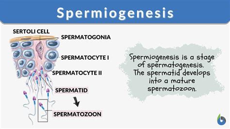 Spermiogenesis Definition And Examples Biology Online Dictionary