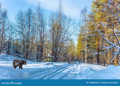 Black Bear Walks Through A Snowy Forest Stock Photo Image Of Snow